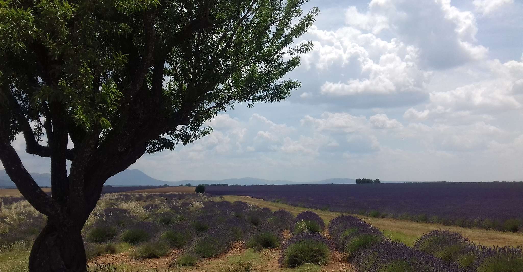 Verdon Gorge, The Grand canyon of Europe, Lake and Lavender - Housity