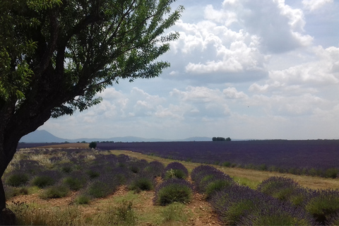 From Nice or Cannes: Verdon Gorge and Lavender Fields