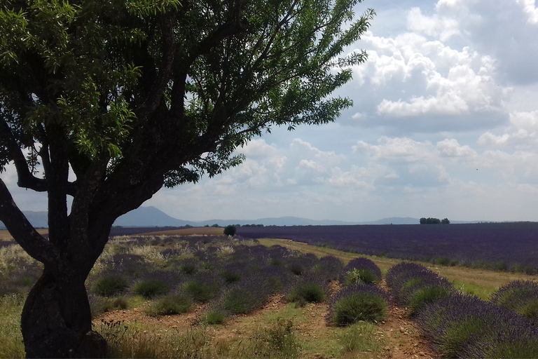 Verdon Gorge: Europas stora kanjon, sjö och lavendel