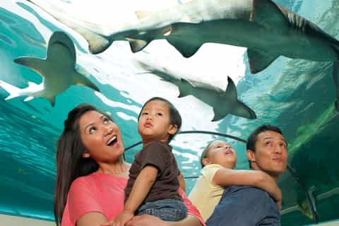 American Dream: SEA LIFE® Aquarium Entry Ticket