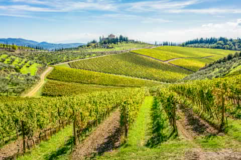 Florence: Chianti Wineries Tour with Food and Wine Tasting