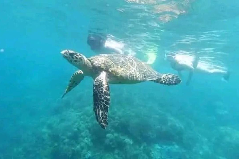 Excursion d&#039;une journée avec plongée en apnée Gili Layar/Gili Gede&amp;Gili Rengit