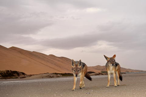 Walvis Bay: Sandwich Harbour Sunset Photography Tour