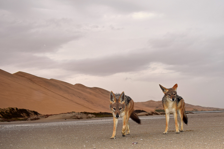 Walvis Bay : Visite photographique du port de Sandwich au coucher du soleil