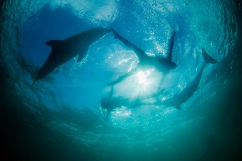 Punta Cana: Dolphin Explorer-zwemmen en interactiesLeuke ontmoeting met dolfijnen