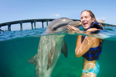 Punta Cana : Baignades et interactions avec les dauphinsRencontre avec les dauphins