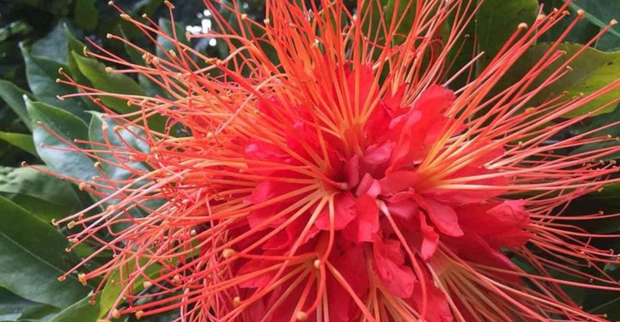 Medellín, Botanische Gärten Halbtagestour - Hizvo