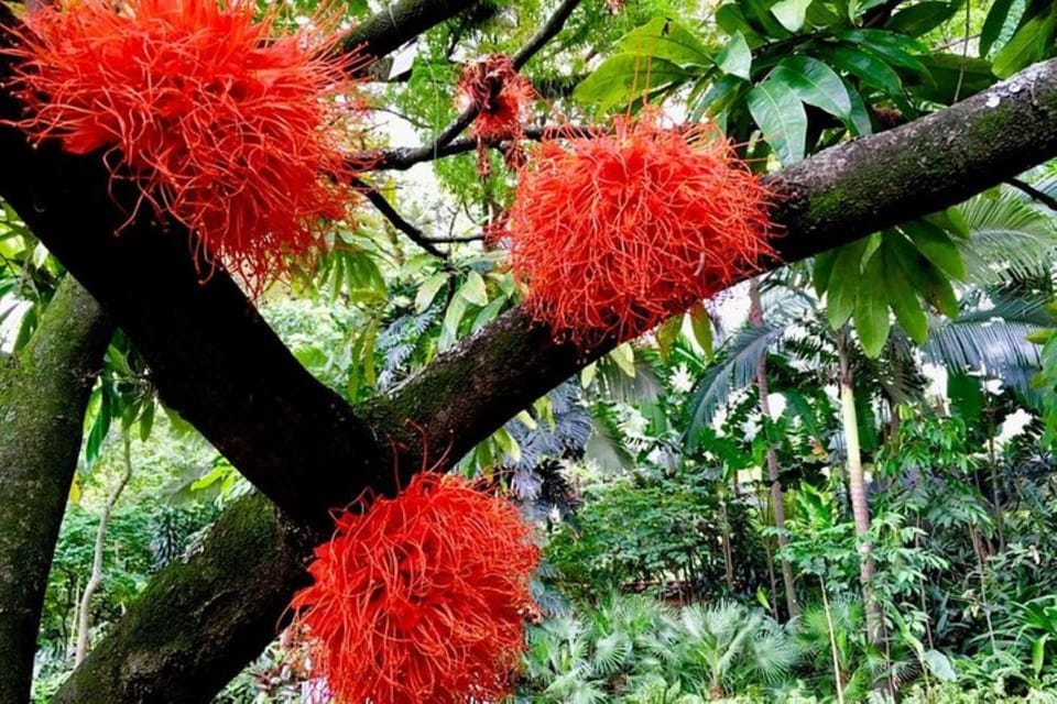 Medellín, Botanische Gärten Halbtagestour - Hizvo