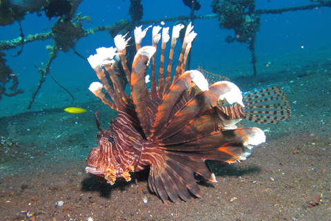 Bali Day Trip: Try Diving at Liberty Shipwreck & Kayak Trip