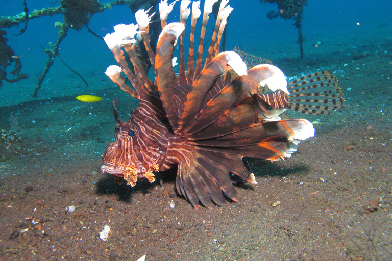 Bali Day Trip: Try Diving at Liberty Shipwreck & Kayak Trip