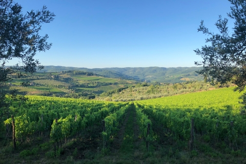 Florence: Toscane et Chianti Classico Trek & Wine avec déjeunerExpérience entièrement privée