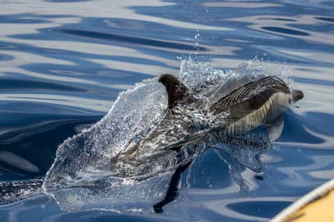 Azores: Whale Watching and Islet Boat Tour