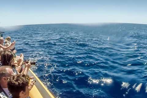 Azores: Whale Watching and Islet Boat Tour