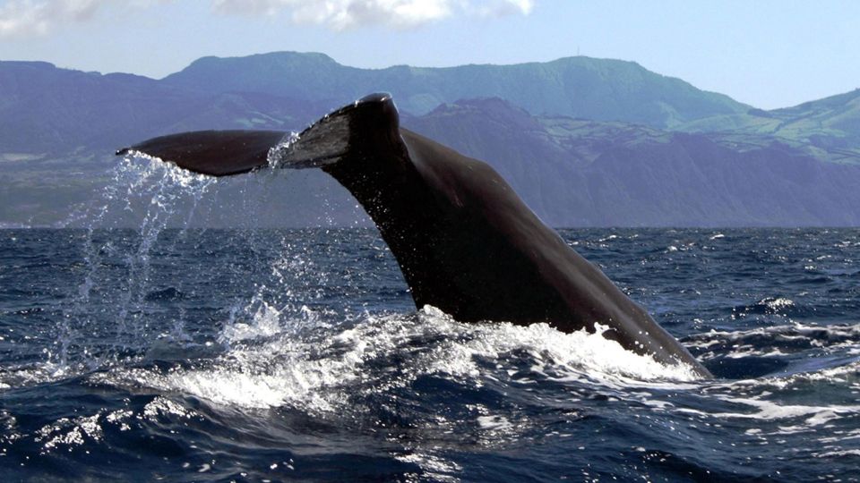 Rejs po oceanie z obserwacją wielorybów i delfinów