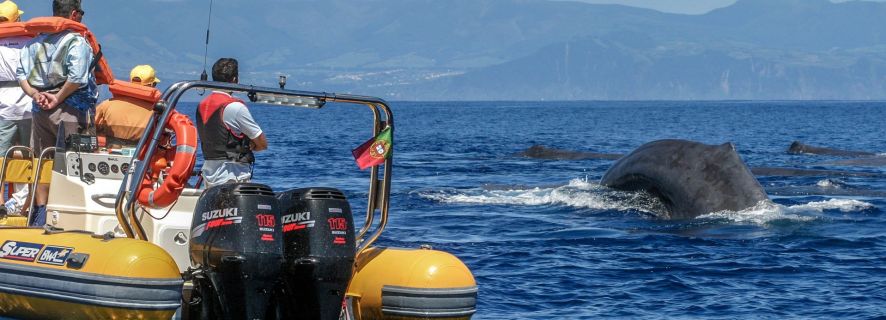 Azores Whale Watching Expedition and Islet Boat Tour