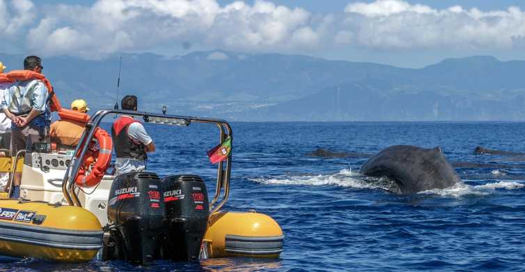 Azores Whale Watching and Islet Boat Tour GetYourGuide