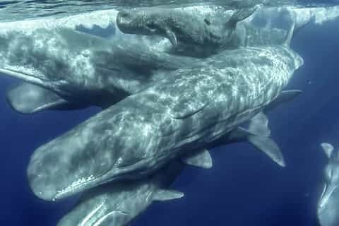 Azores: Whale Watching and Islet Boat Tour