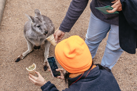 From Sydney: Blue Mountains, Scenic World All Inclusive Tour