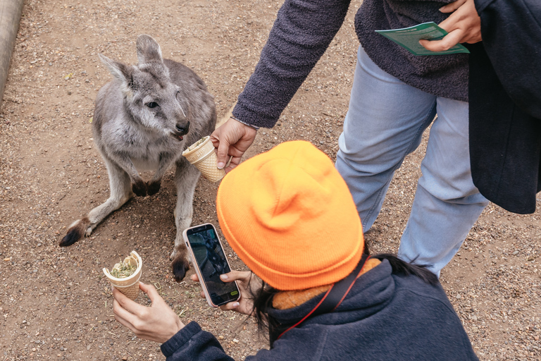 From Sydney: Blue Mountains, Scenic World All Inclusive Tour Pick-up 132 Castlereagh St, Sydney - 6:55 AM