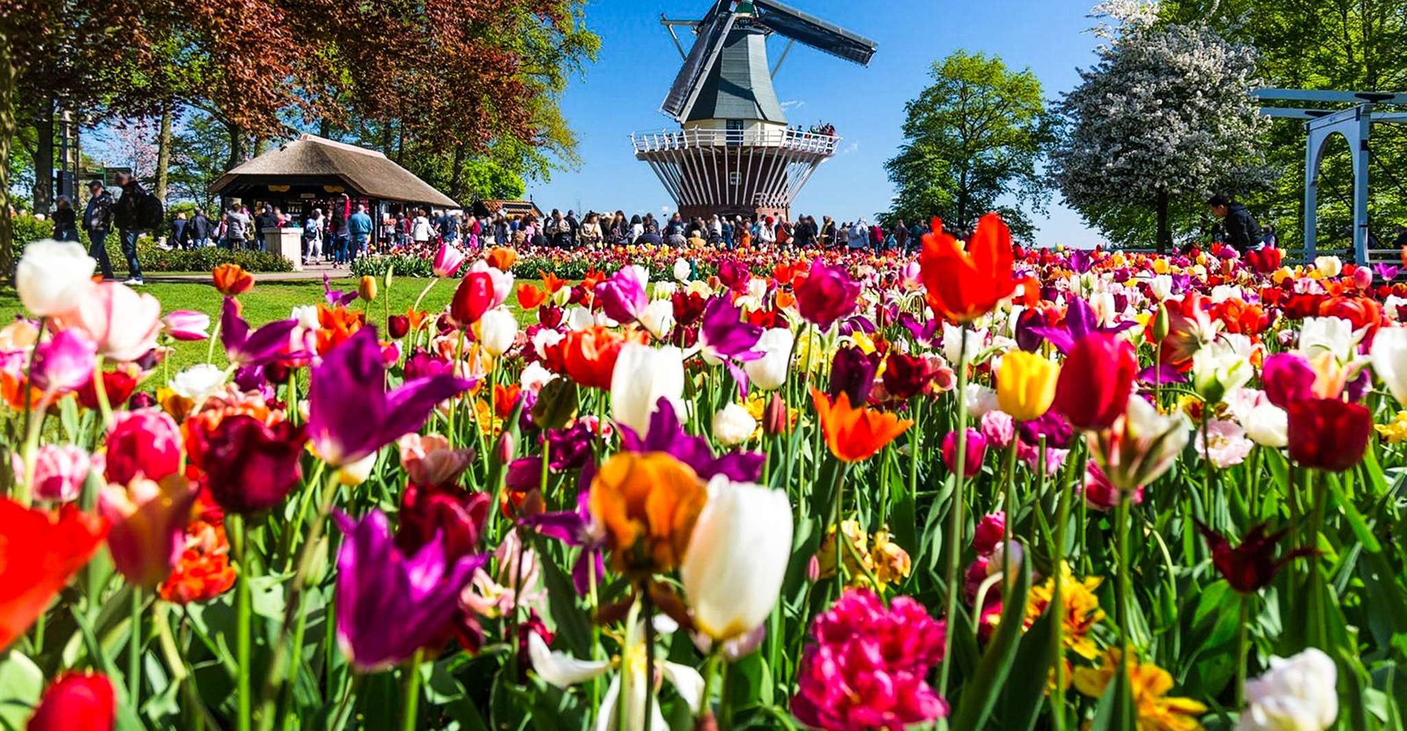 Von Amsterdam, Keukenhof Eintritt und Hin- und Rückfahrt Shuttle Bus - Hizvo