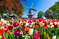 Da Amsterdam, Keukenhof Ingresso e andata e ritorno Shuttle Bus - Hizvo
