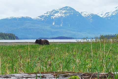 From Juneau: Pack Creek Bear Viewing Adventure Private Pack Creek Bear Viewing Adventure