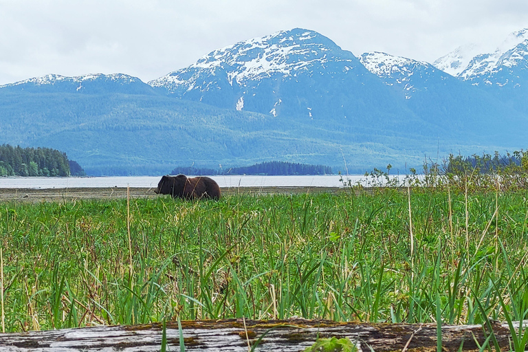 From Juneau: Pack Creek Bear Viewing Adventure Private Pack Creek Bear Viewing Adventure