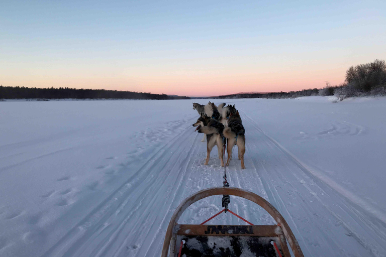 Rovaniemi: Husky Experience and Sled Ride with Pro Photos