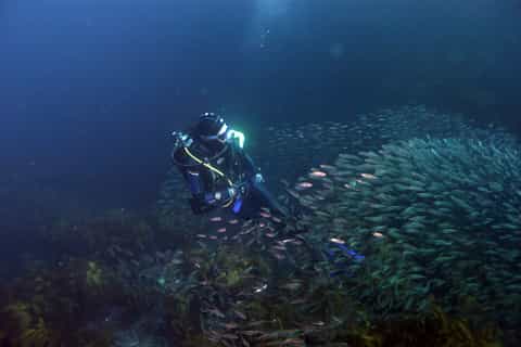 Great Barrier Island: Full Day Dive