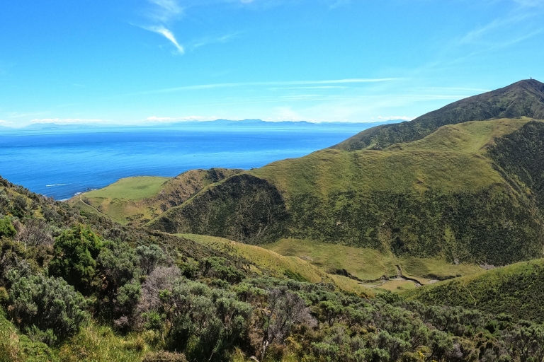 Wellington: Halbtägige Robbenküsten-SafariRobbenküsten-Safari in Wellington Vormittagstour