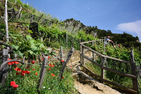 Cinque Terre: Prywatna wycieczka z Florencji z lunchem