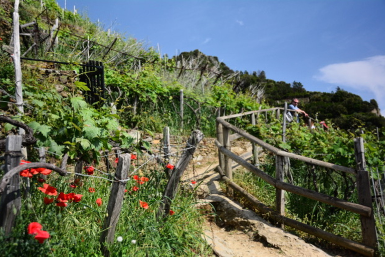 Cinque Terre: Prywatna wycieczka z Florencji z lunchem