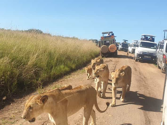 Nairobi: 4-Day Maasai Mara and Lake Nakuru Camping Safari | GetYourGuide