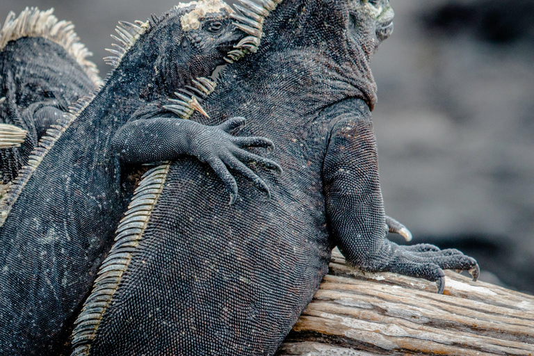 4-Day Galapagos Essential Budget Tour