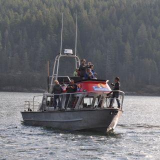 Vancouver Island: Ganztägige Grizzlybären-Tour im Toba Inlet