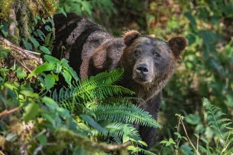 Vancouver Island: Full-Day Grizzly Bear Tour at Toba Inlet