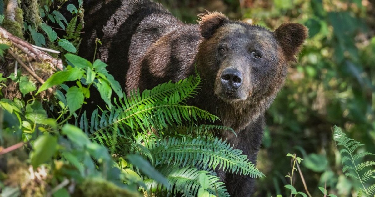 vancouver island grizzly bear tour