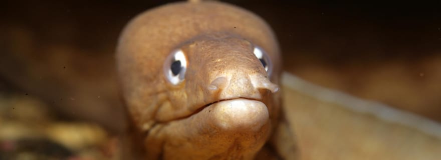 Warkworth : Charter de plongée sous-marine d'une journée complète à Hen and Chickens