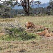 From Nairobi Day Amboseli National Park Safari Getyourguide