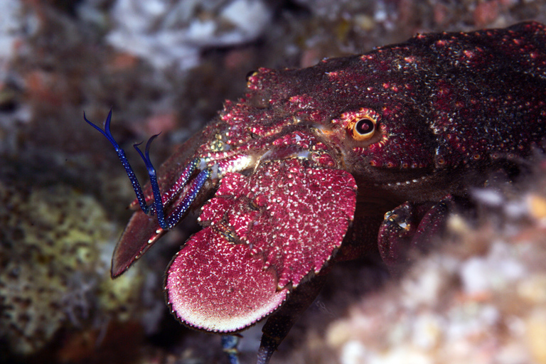 Warkworth: Full-Day Scuba Dive Charter at Hen and Chickens