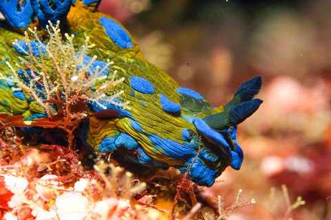 Isla de la Pequeña Barrera: Charter de buceo de día completoInmersión de buceo de día completo