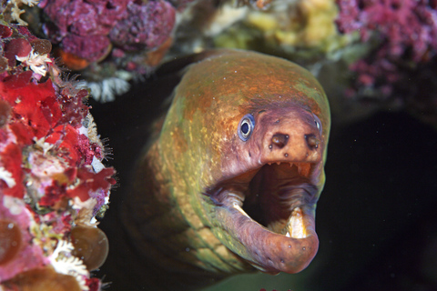 Isla de la Pequeña Barrera: Charter de buceo de día completoInmersión de buceo de día completo