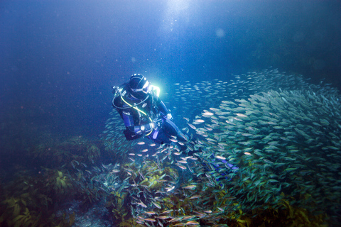 Isla de la Pequeña Barrera: Charter de buceo de día completoInmersión de buceo de día completo