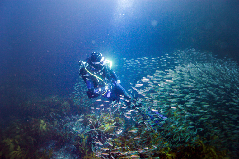 Little Barrier Island: Charter de mergulho de dia inteiroMergulho de dia inteiro