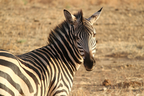 Jezioro Naivasha Jednodniowa wycieczka z NairobiOdbiór / odbiór z miasta Nairobi