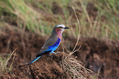 Lake Naivasha Day trip from Nairobi Nairobi city pick ups/drop off