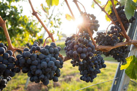 De Nápoles: Tour de degustação de vinhos nas encostas do Vesúvio com almoço