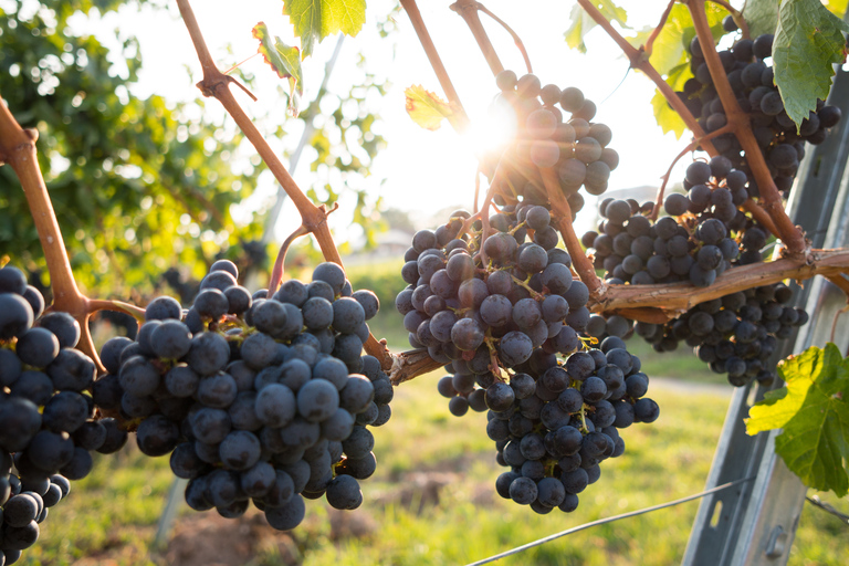 From Naples: Wine Tasting Tour on Vesuvius Slopes with Lunch