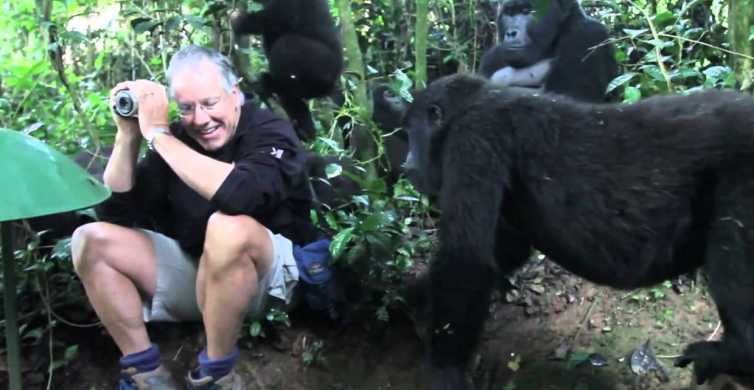 From Kigali Gorilla Trekking Day Trip with Lunch GetYourGuide