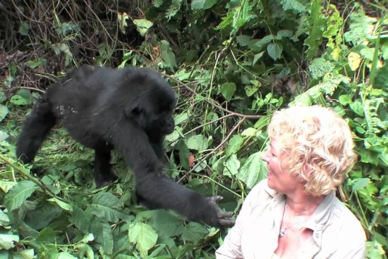 From Kigali: Gorilla Trekking Day Trip with Lunch Small-Group Tour